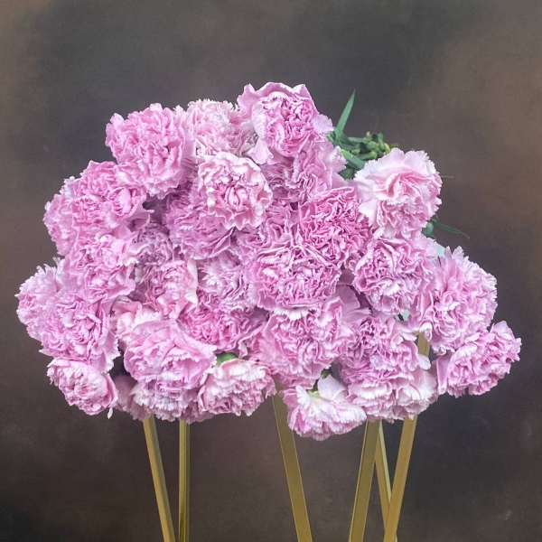 Гвоздика St Clearwater одноголовая 60 см Гвоздика St Clearwater одноголовая 60 см