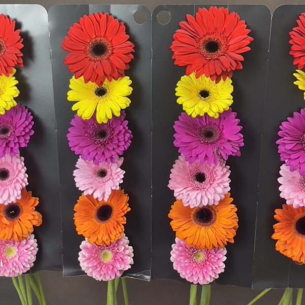 Гербера аква mix Гербера аква mix