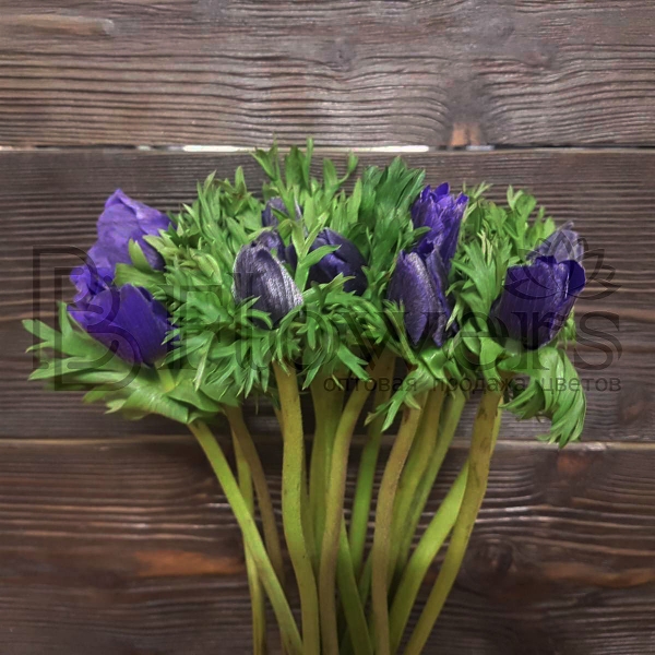 Анемон Co Galil Blauw 50 см Анемон Co Galil Blauw 50 см