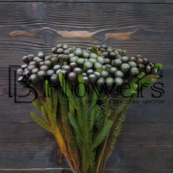 Бруния Albiflora 50 см Бруния Albiflora 50 см