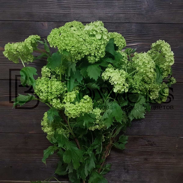 Вибурнум St Roseum 60 см Вибурнум St Roseum 60 см