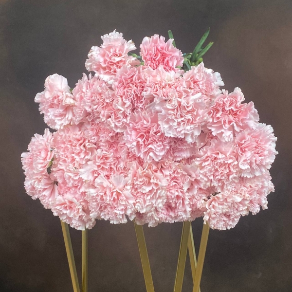 Гвоздика St Jodie одноголовая 55 см Гвоздика St Jodie одноголовая 55 см