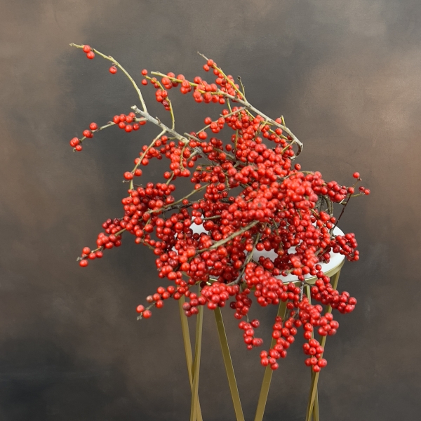 Илекс Ve Rote Bes 60 см Илекс Ve Rote Bes 60 см