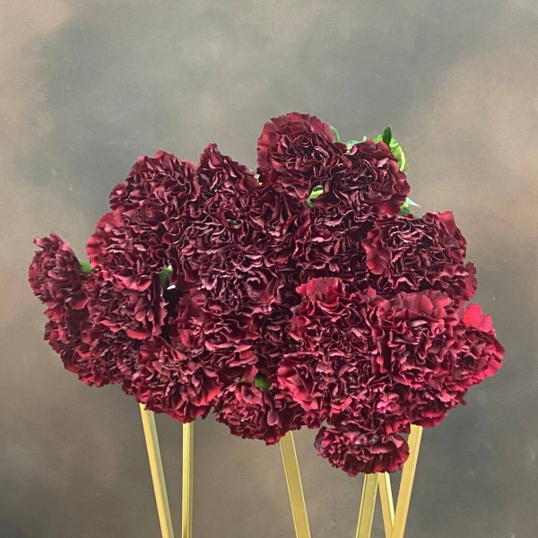 Гвоздика St Zurigo одноголовая 60 см Гвоздика St Zurigo одноголовая 60 см