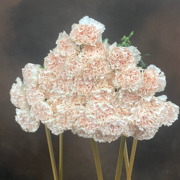 Гвоздика St Brut одноголовая 70 см Гвоздика St Brut одноголовая 70 см