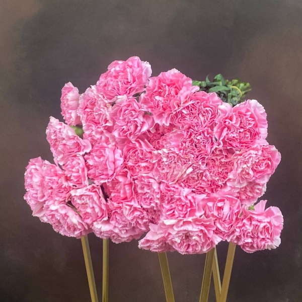 Гвоздика St Romance одноголовая 60 см Гвоздика St Romance одноголовая 60 см